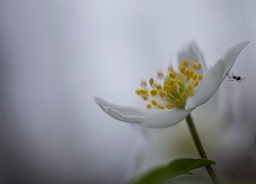 Bosanemoon met spinnetje. van Melanie Brand Photography