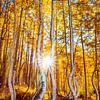 Autumn Forest Wall Art - Colorado Dancing Aspens Photo by Daniel Forster