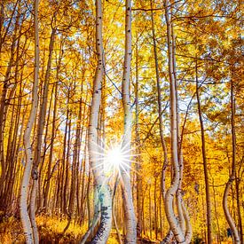 Art mural de la forêt d'automne - Photo des trembles dansants du Colorado sur Daniel Forster