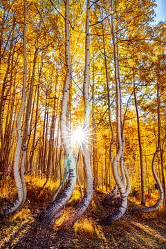 Herfst Bos Muur Kunst - Colorado Dansende Aspens Foto van Daniel Forster