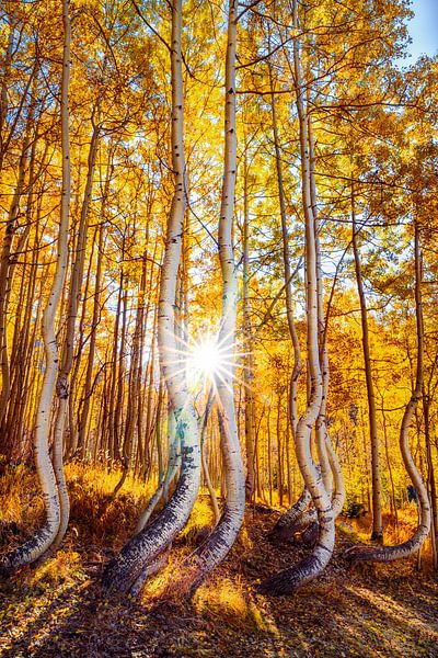 Herbstwald Wandkunst - Colorado Tanzende Espen Foto von Daniel Forster