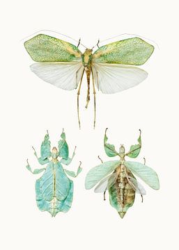 Curiosity Cabinet_Insects_07 by Marielle Leenders
