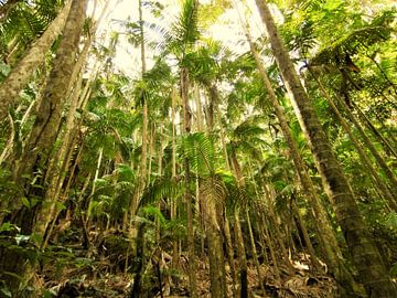 regenwoud in Australië van Marleen De Wandeleer