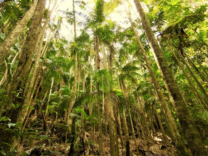 Rainforest en Australie à l'été 2017. par Marleen De Wandeleer