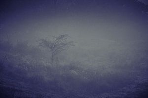Dünenlandschaft im Nebel von Karel Ham