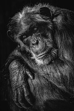 Old ape in black and white by Celina Dorrestein