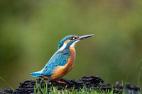 Eisvogel am Rande des Wassers