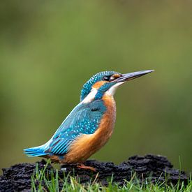 IJsvogel op de rand langs het water van Peter Sneijders