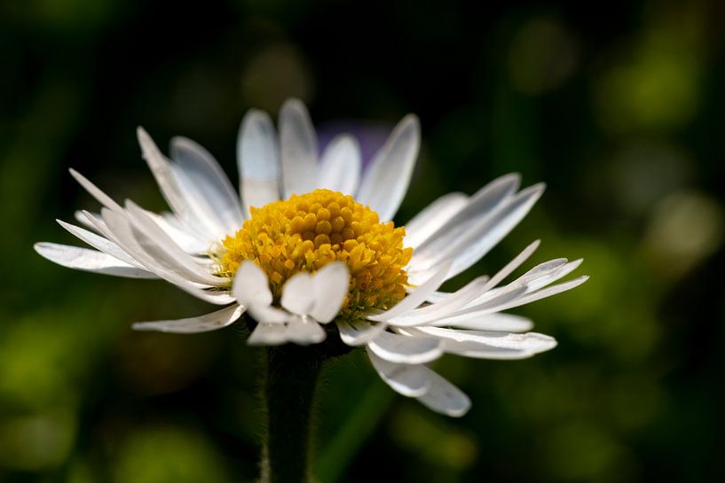 Gänseblümchen im Detail von Andreas Müller