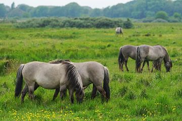 Paarden op Lentevreugd van Dirk van Egmond