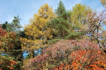 Prachtige herfstkleuren in een bos in Schotland van Susan Dekker