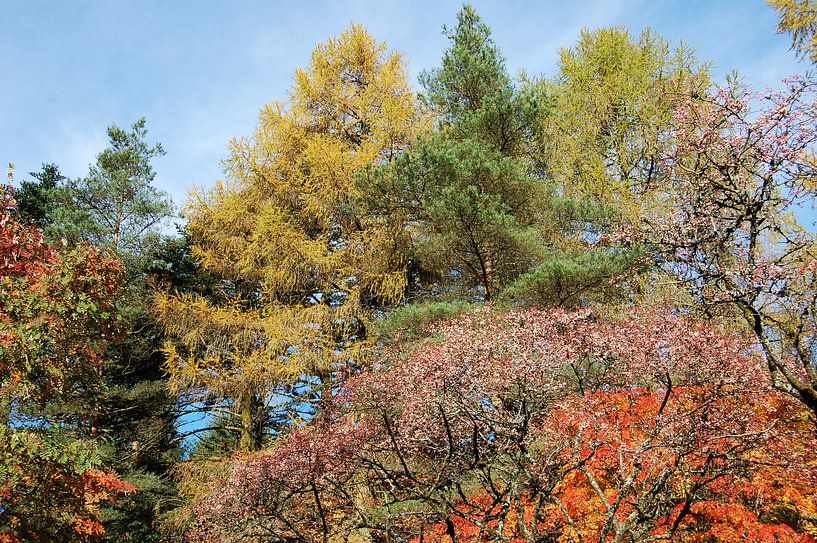 Prachtige herfstkleuren in een bos in Schotland von Susan Dekker