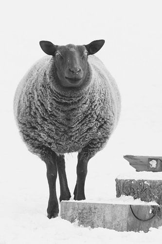 Sarah het schaap in de sneeuw van Reversepixel Photography