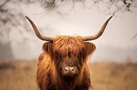 Schottischer Highlander von GoWildGoNaturepictures Miniaturansicht