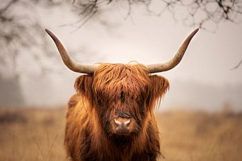 Scottish Highlander