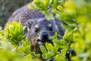 Cape Cliff Badger am Boulders Beach