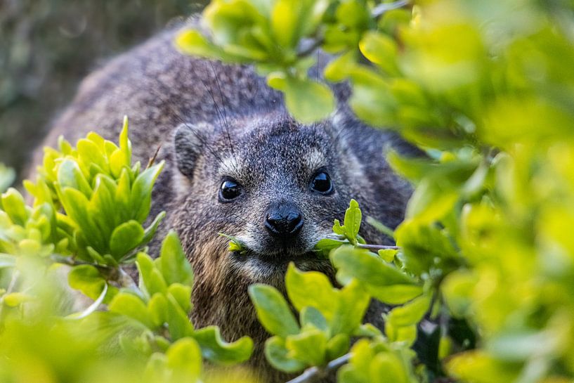 Cape Cliff Badger am Boulders Beach von Marjolein Fortuin