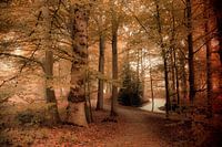 Magical Forest