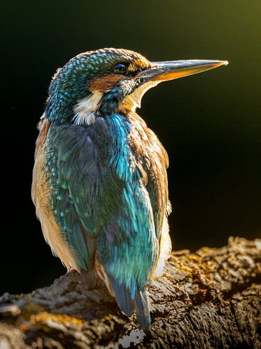 Portrait de martin-pêcheur