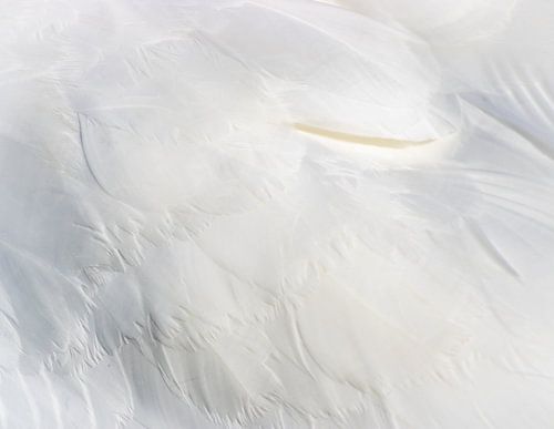 die Schönheit der Federn (3) von Lonneke Collewijn