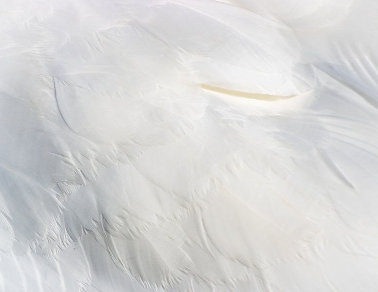 the beauty of feathers (3) by Lonneke Collewijn