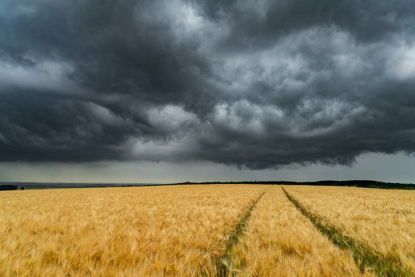 Kornfeld mit Wolken von Willi Schubert