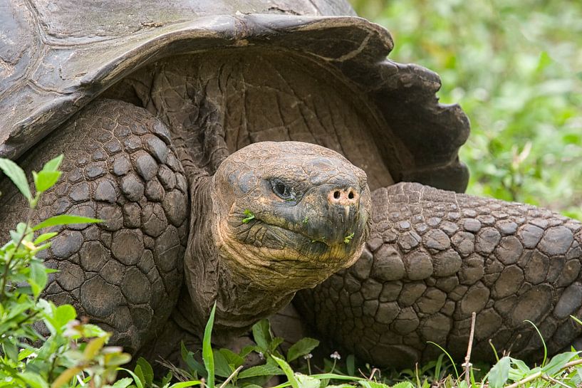 Galapagos Schildkröte von Angelika Stern