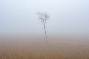 Jeune arbre dans le brouillard sur Johan Vanbockryck