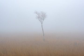 Jonge boom in de mist van Johan Vanbockryck