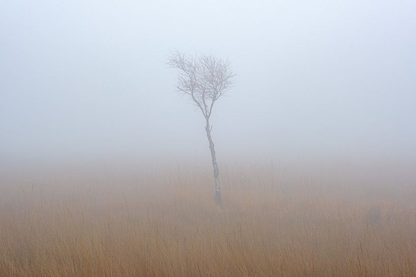 Jeune arbre dans le brouillard par Johan Vanbockryck