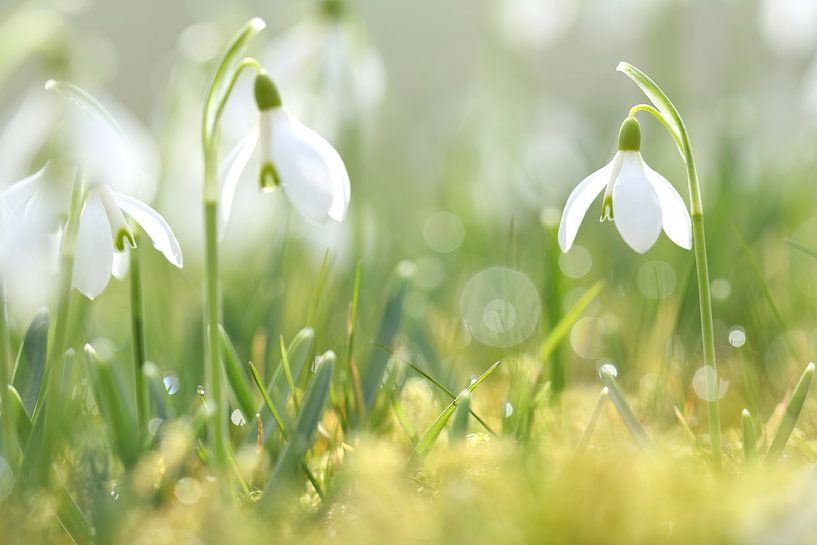 Snowdrop with dew by Jana Behr