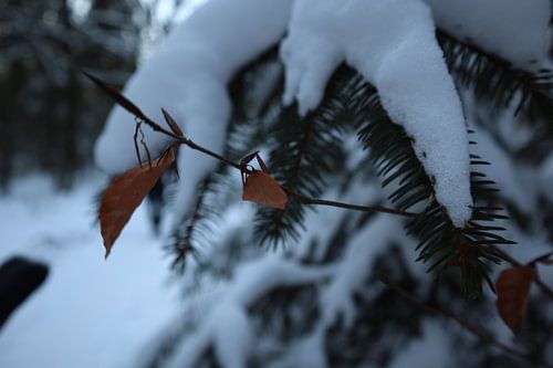 Boom met een laagje sneeuw