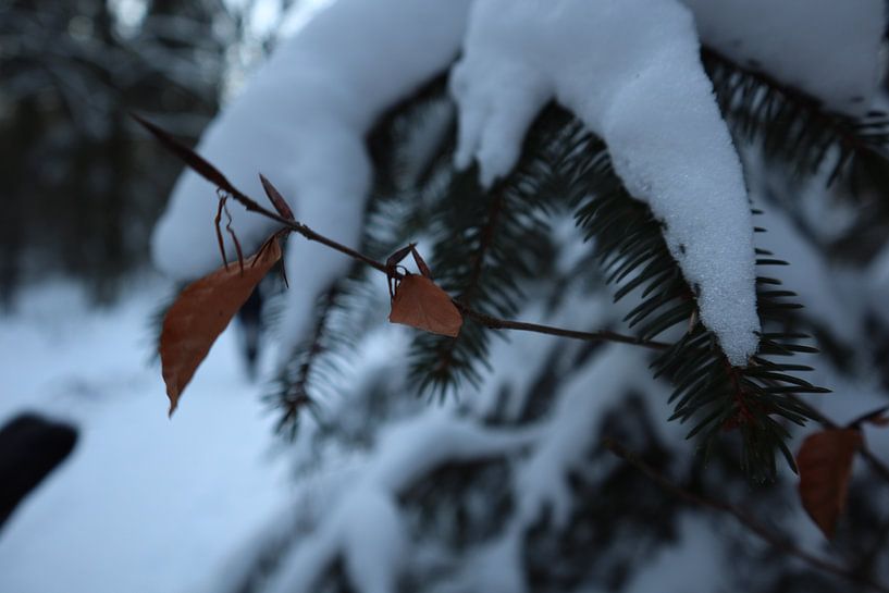 Verschneiter Wald in Epe von Nicole Van Stokkum