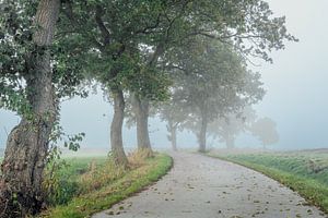 Piste cyclable avec rangée d'arbres dans le brouillard