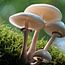 Paddenstoelen paradijs