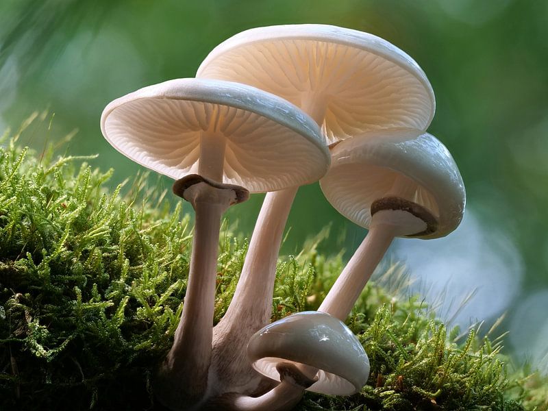 Mushrooms - Porcelain mushrooms by Max Steinwald