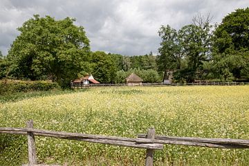picturesque landscape with a yellow meadow