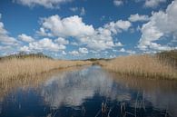 Fantastic reflection of clouds between the reeds by Patrick Verhoef thumbnail