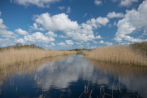 Fantastische Reflexion der Wolken zwischen dem Schilf