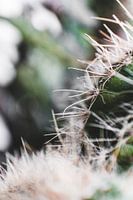 Cacti