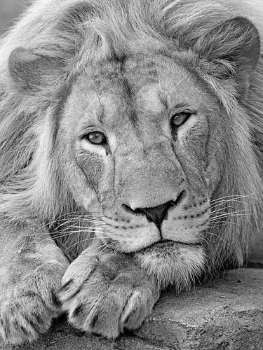 zwart wit close up Leeuw van Patrick van Bakkum