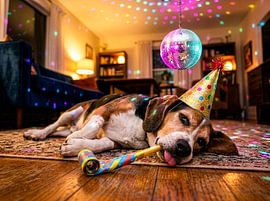 Beagle-Kater nach der Silvesterparty von ArtMomente