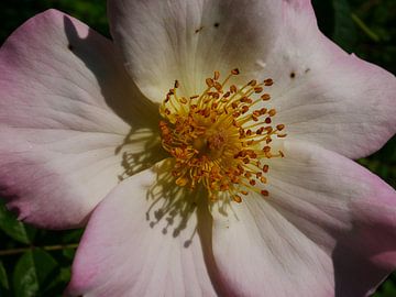Macrofotografie en een botanische roos. van Wim vd Neut