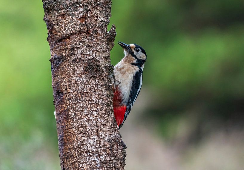 Great spotted woodpecker by Merijn Loch
