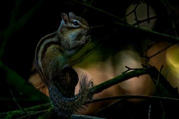 Sibirisches Erdhörnchen auf einem schönen Bokeh-Hintergrund von Gianni Argese