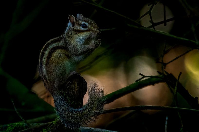 Écureuil terrestre de Sibérie sur un beau fond bokeh par Gianni Argese