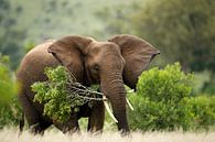 Afrikanischer Elefant (Loxodonta africana) mit einem großen Baumast im Mund. von Nature in Stock Miniaturansicht