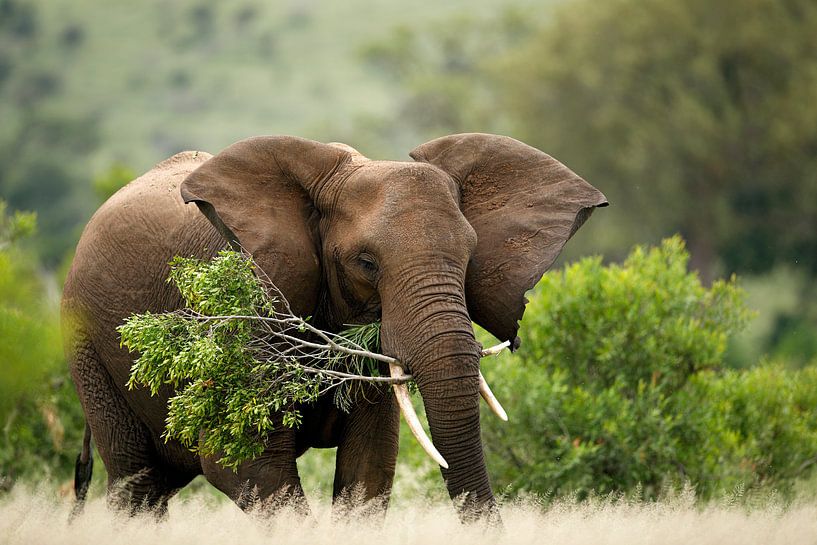 Afrikanischer Elefant (Loxodonta africana) mit einem großen Baumast im Mund. von Nature in Stock