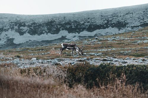 Le calme de l'Arctique | Le renne des montagnes dans la nature sauvage norvégienne