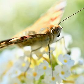 zomerse vlinder van Ilja Kalle